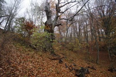 Прикрепленное изображение: A58DSC01603-1.jpg